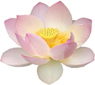 image of lotus flower